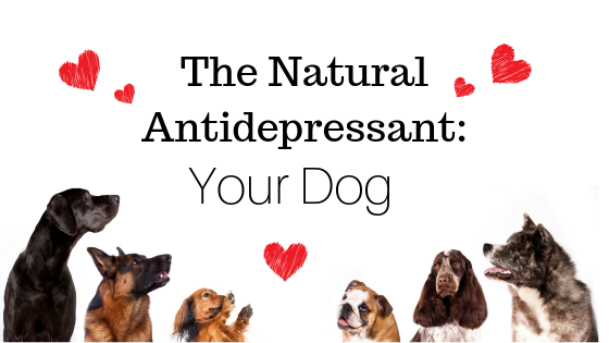 The Natural Antidepressant: Your Dog